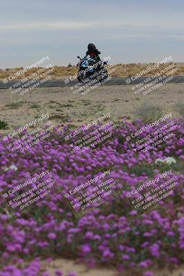 media/Jan-14-2023-SoCal Trackdays (Sat) [[497694156f]]/Turn 14 Exit Bloomig (145pm)/